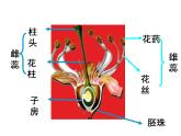 1.1 分离定律 课件2020-2021学年浙科版（2019）高一生物必修二