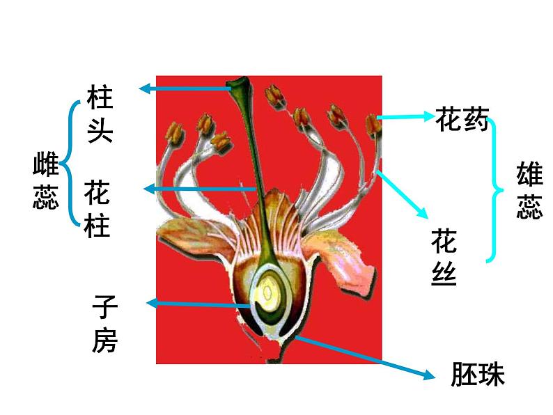 1.1 分离定律 课件2020-2021学年浙科版（2019）高一生物必修二第5页