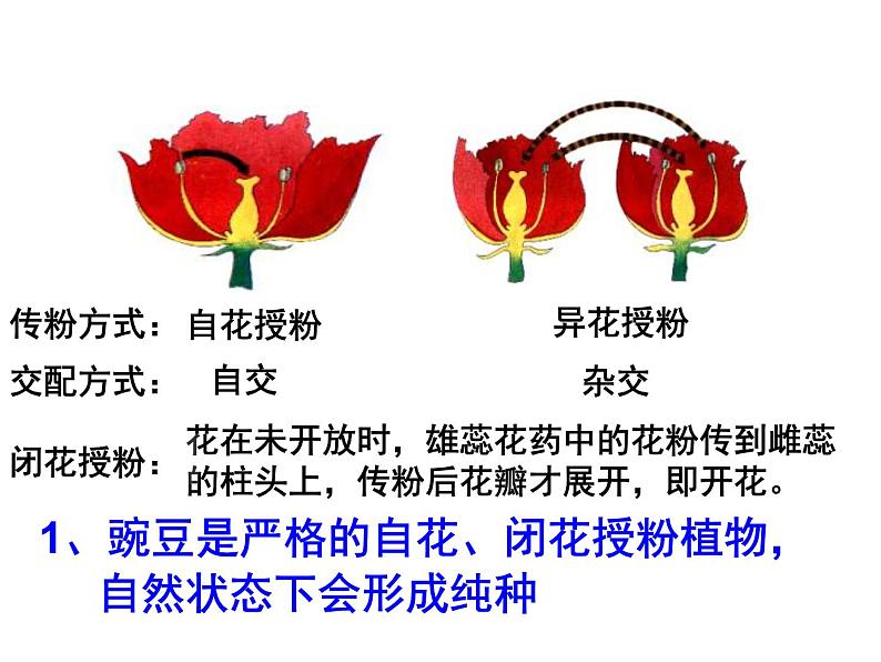 1.1 分离定律 课件2020-2021学年浙科版（2019）高一生物必修二第6页