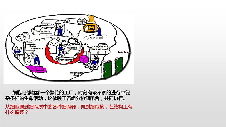 2.5 细胞在结构和功能上是一个统一的整体 课件浙科版（2019）高中生物必修一02