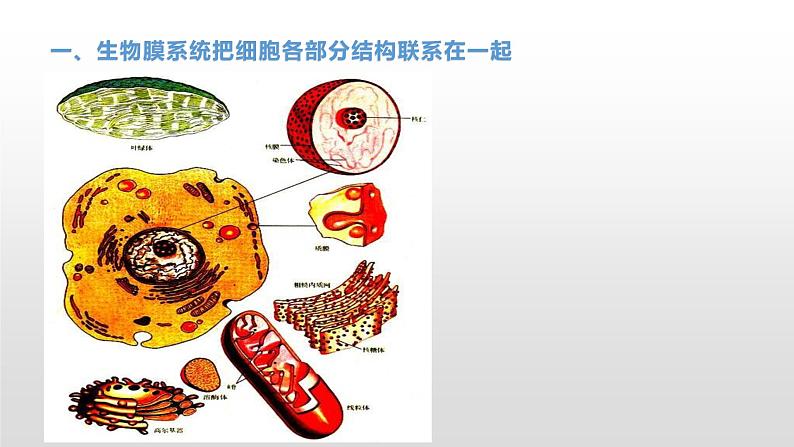 2.5 细胞在结构和功能上是一个统一的整体 课件浙科版（2019）高中生物必修一03