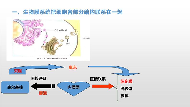 2.5 细胞在结构和功能上是一个统一的整体 课件浙科版（2019）高中生物必修一06