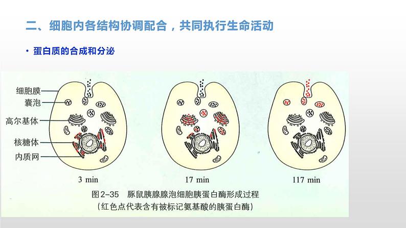 2.5 细胞在结构和功能上是一个统一的整体 课件浙科版（2019）高中生物必修一08