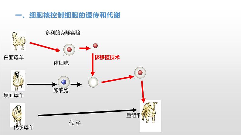 2.4 细胞核是生命活动的控制中心 课件浙科版（2019）高中生物必修一(共34张PPT)05