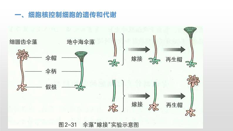 2.4 细胞核是生命活动的控制中心 课件浙科版（2019）高中生物必修一(共34张PPT)08