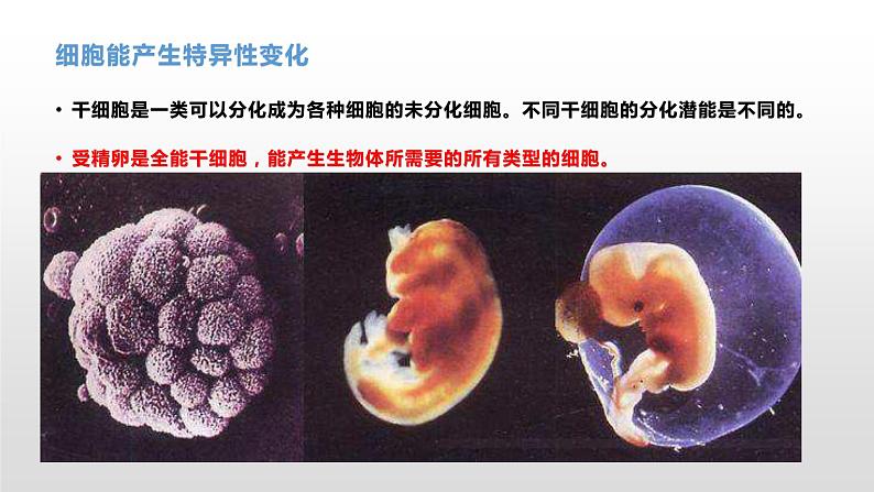 4.2 细胞通过分化产生不同的细胞 课件浙科版（2019）高中生物必修一07