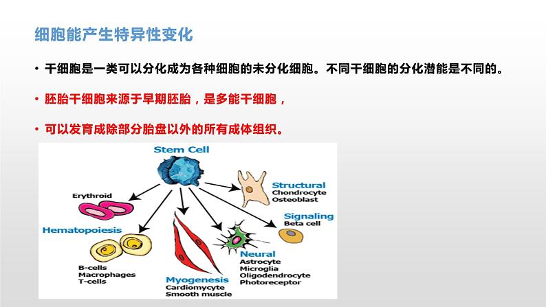 4.2 细胞通过分化产生不同的细胞 课件浙科版（2019）高中生物必修一08