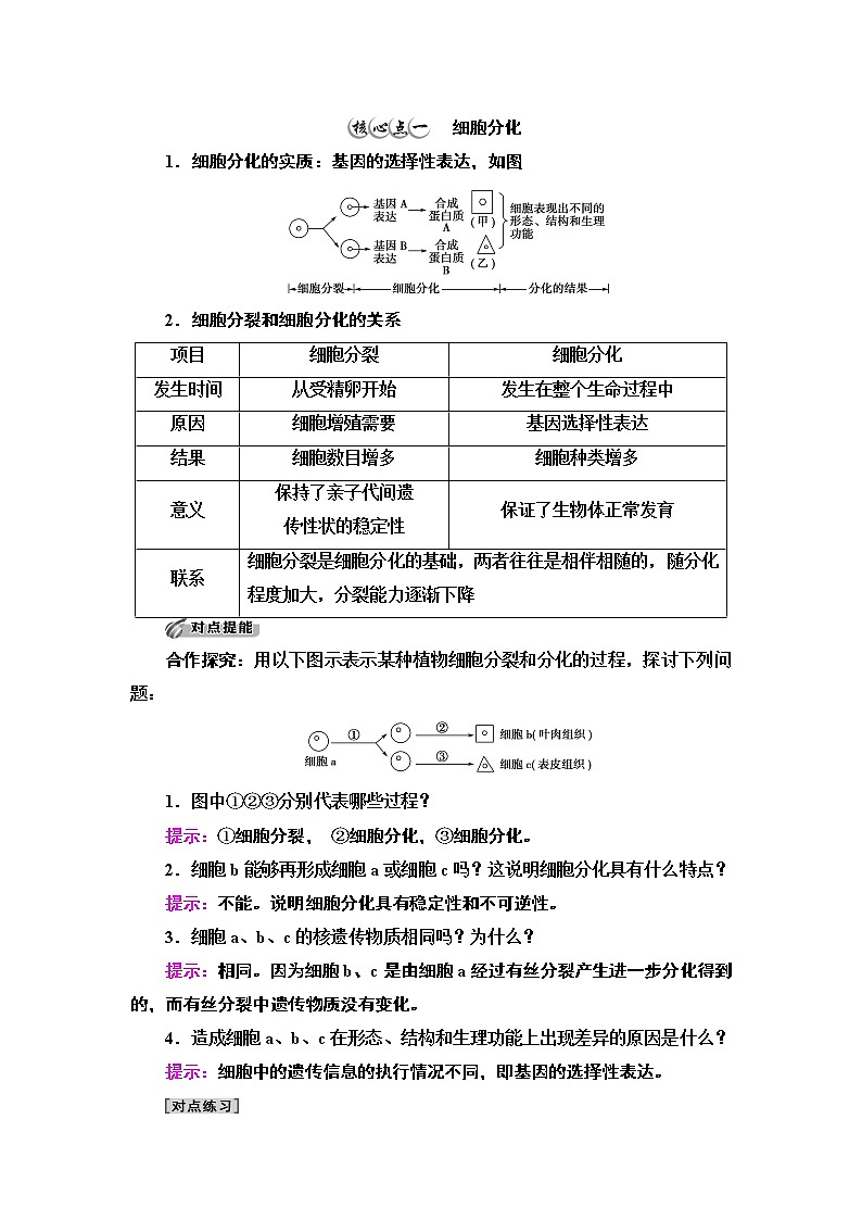 第4章　第2节　细胞通过分化产生不同类型的细胞 讲义 2020-2021学年浙科版（2019）高中生物必修一教案03
