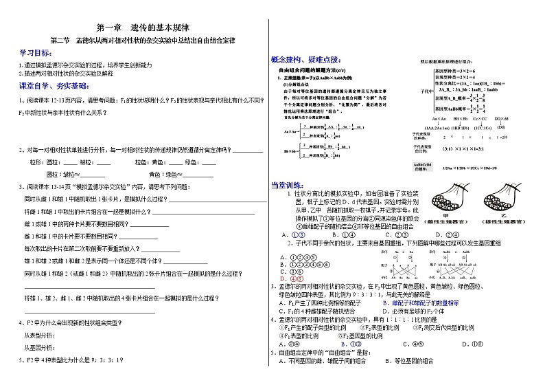 1.2 遗传的基本规律（自由组合定律） 学案 2020-2021学年浙科版（2019）高一生物必修二01