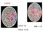 2.3伴性遗传课件2021-2022学年高一下学期生物人教版必修2