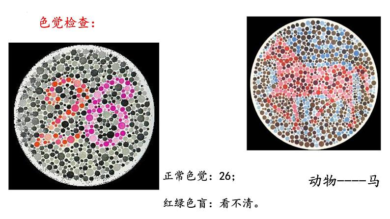 2.3伴性遗传课件2021-2022学年高一下学期生物人教版必修2第3页