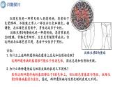 2.3伴性遗传课件2021-2022学年高一下学期生物人教版必修2