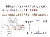 2.3伴性遗传课件2021-2022学年高一下学期生物人教版必修2