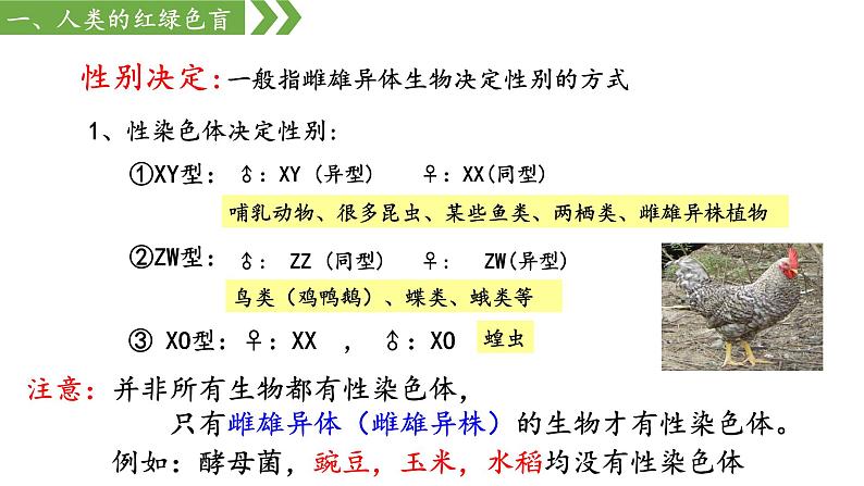 2.3伴性遗传课件2021-2022学年高一下学期生物人教版必修2第8页