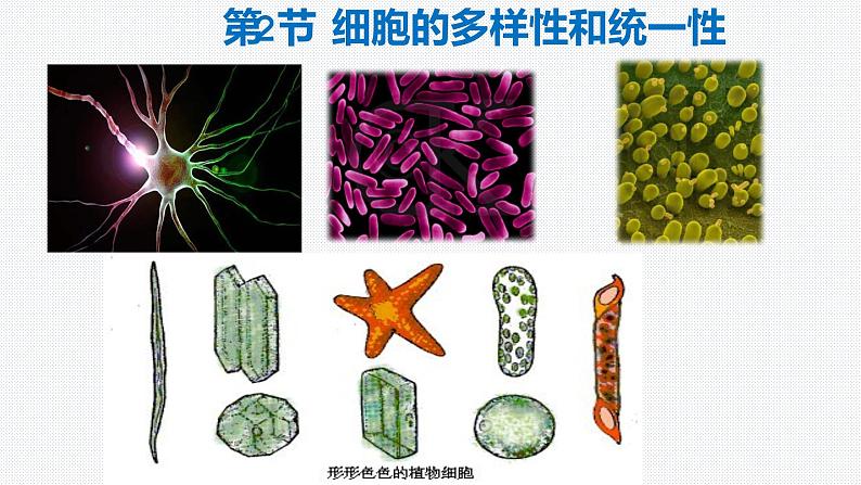 1.2 细胞的多样性和统一性 课件【新教材】人教版（2019）高中生物必修一 (共21张PPT)02