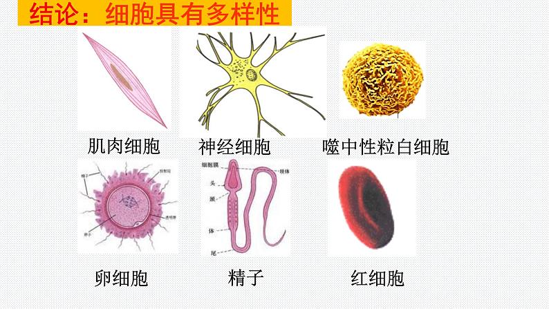 1.2 细胞的多样性和统一性 课件【新教材】人教版（2019）高中生物必修一 (共21张PPT)03