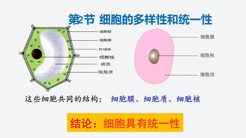 1.2 细胞的多样性和统一性 课件【新教材】人教版（2019）高中生物必修一 (共21张PPT)04