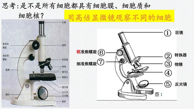 1.2 细胞的多样性和统一性 课件【新教材】人教版（2019）高中生物必修一 (共21张PPT)05