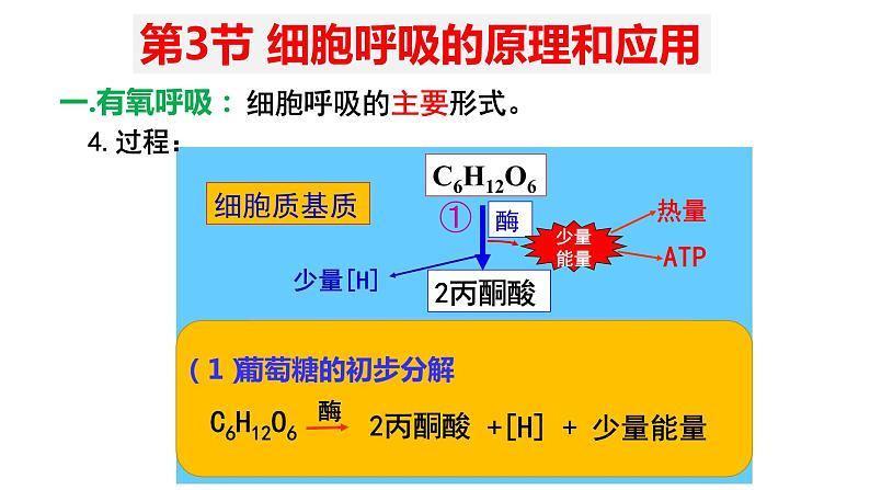 5.3 细胞呼吸的原理和应用 (2)课件【新教材】人教版（2019）高中生物必修一第5页