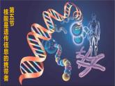 2.5 核酸是遗传信息的携带者 课件【新教材】人教版（2019）高中生物必修一(共19张PPT)