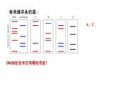 2.5 核酸是遗传信息的携带者 课件【新教材】人教版（2019）高中生物必修一(共19张PPT)