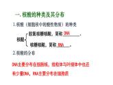 2.5 核酸是遗传信息的携带者 课件【新教材】人教版（2019）高中生物必修一(共19张PPT)