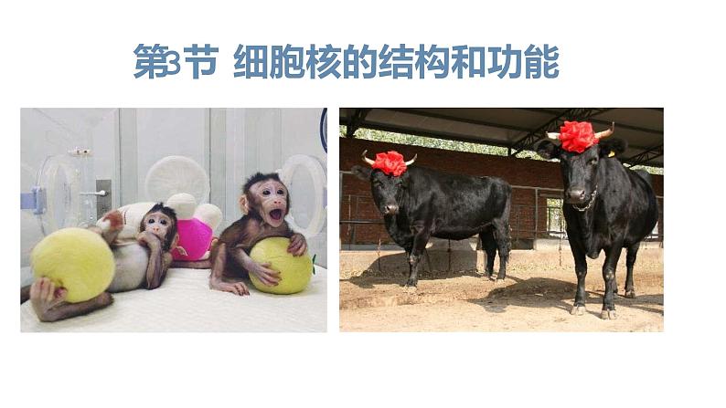 3.3 细胞核的结构和功能 课件【新教材】人教版（2019）高中生物必修一 (共22张PPT)01