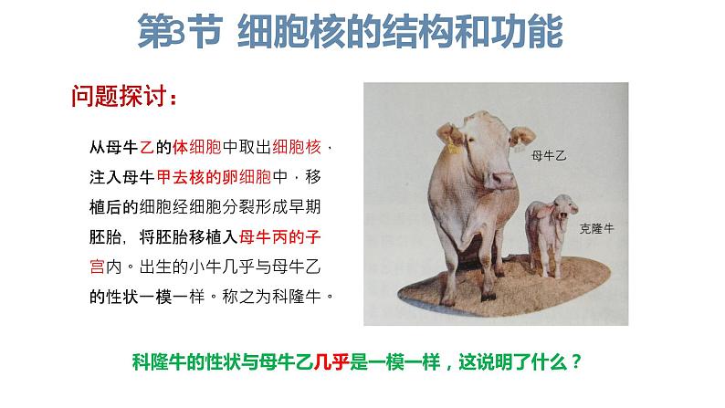 3.3 细胞核的结构和功能 课件【新教材】人教版（2019）高中生物必修一 (共22张PPT)02