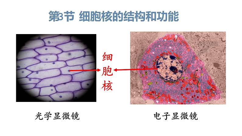3.3 细胞核的结构和功能 课件【新教材】人教版（2019）高中生物必修一 (共22张PPT)03