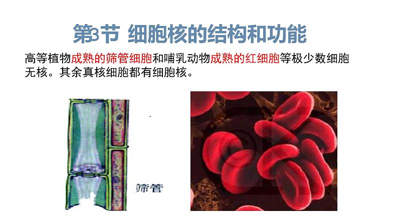 3.3 细胞核的结构和功能 课件【新教材】人教版（2019）高中生物必修一 (共22张PPT)04