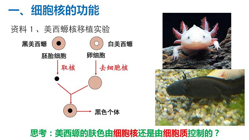 3.3 细胞核的结构和功能 课件【新教材】人教版（2019）高中生物必修一 (共22张PPT)05