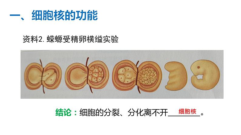 3.3 细胞核的结构和功能 课件【新教材】人教版（2019）高中生物必修一 (共22张PPT)06