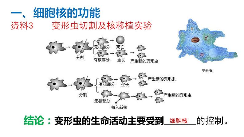 3.3 细胞核的结构和功能 课件【新教材】人教版（2019）高中生物必修一 (共22张PPT)07