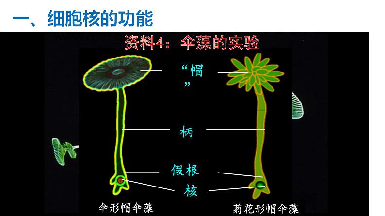 3.3 细胞核的结构和功能 课件【新教材】人教版（2019）高中生物必修一 (共22张PPT)08