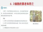 6.3 细胞的衰老和死亡 课件【新教材】人教版（2019）高中生物必修一