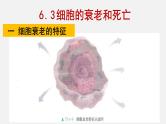 6.3 细胞的衰老和死亡 课件【新教材】人教版（2019）高中生物必修一