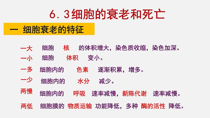 6.3 细胞的衰老和死亡 课件【新教材】人教版（2019）高中生物必修一03