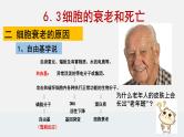 6.3 细胞的衰老和死亡 课件【新教材】人教版（2019）高中生物必修一