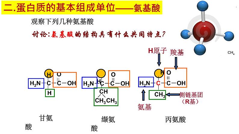 2.4 蛋白质是生命活动的主要承担者 课件【新教材】人教版（2019）高中生物必修一(共24张PPT)第5页