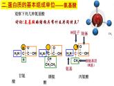 2.4 蛋白质是生命活动的主要承担者 课件【新教材】人教版（2019）高中生物必修一(共24张PPT)