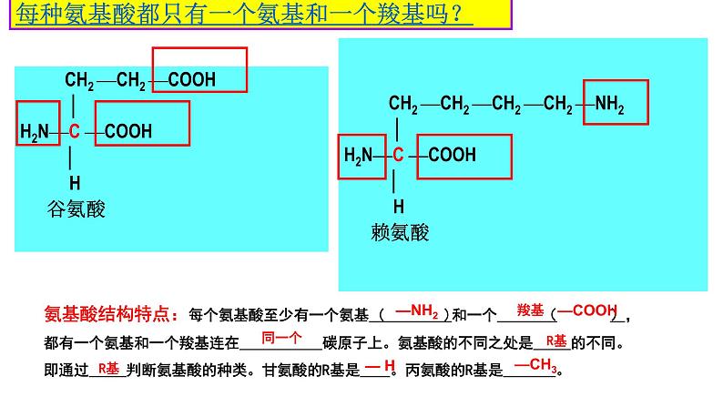 2.4 蛋白质是生命活动的主要承担者 课件【新教材】人教版（2019）高中生物必修一(共24张PPT)第6页