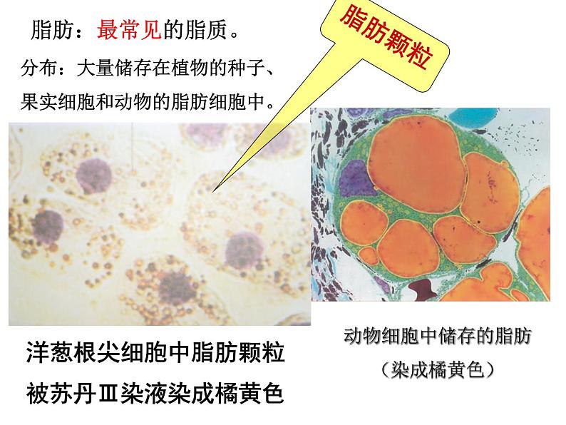 2.3 细胞中的糖类和脂质 课件【新教材】人教版（2019）高中生物必修一(共26张PPT)04