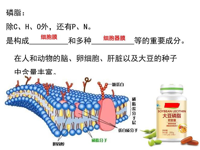 2.3 细胞中的糖类和脂质 课件【新教材】人教版（2019）高中生物必修一(共26张PPT)08