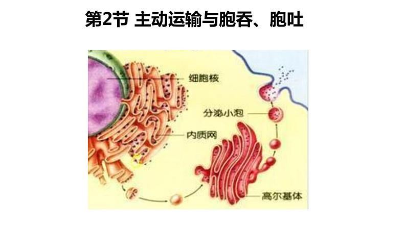 4.2 主动运输与胞吞、胞吐 课件【新教材】人教版（2019）高中生物必修一 (共21张PPT)01