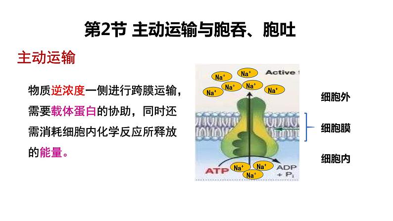 4.2 主动运输与胞吞、胞吐 课件【新教材】人教版（2019）高中生物必修一 (共21张PPT)04