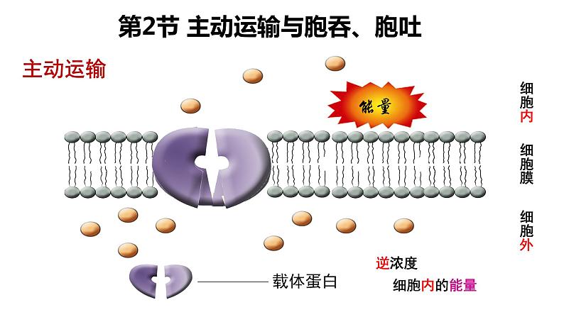 4.2 主动运输与胞吞、胞吐 课件【新教材】人教版（2019）高中生物必修一 (共21张PPT)05