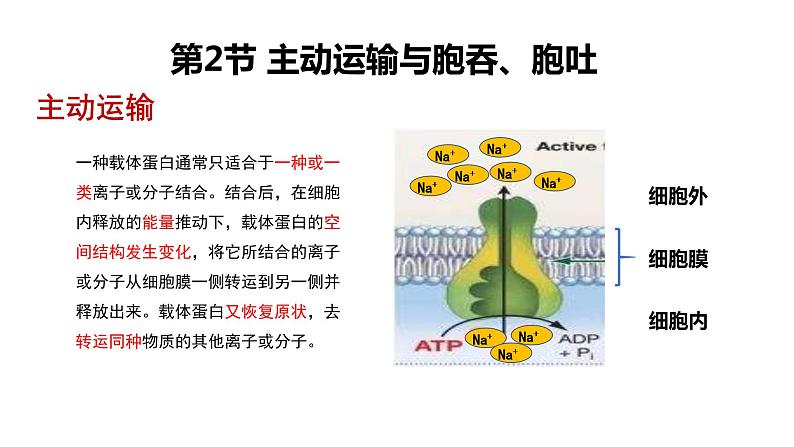 4.2 主动运输与胞吞、胞吐 课件【新教材】人教版（2019）高中生物必修一 (共21张PPT)06