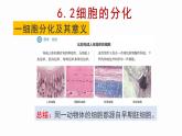 6.2 细胞的分化 课件【新教材】人教版（2019）高中生物必修一
