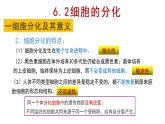 6.2 细胞的分化 课件【新教材】人教版（2019）高中生物必修一