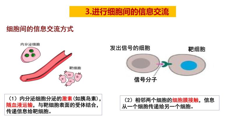 3.1 细胞膜的结构和功能 课件【新教材】人教版（2019）高中生物必修一(共20张PPT)05